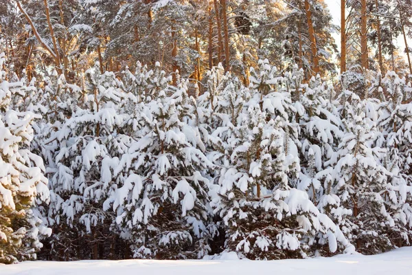 雪に覆われた冬の森の木 — ストック写真