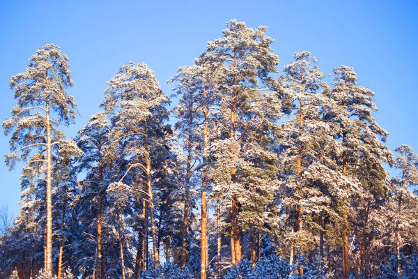Arbres forestiers d'hiver couverts de neige — Photo