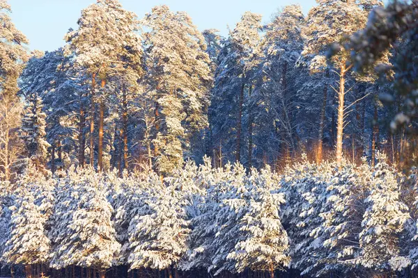 Arbres forestiers d'hiver couverts de neige — Photo