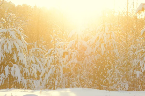 Alberi forestali invernali coperti di neve — Foto Stock