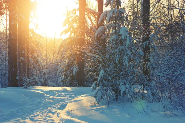 Arbres forestiers d'hiver couverts de neige — Photo