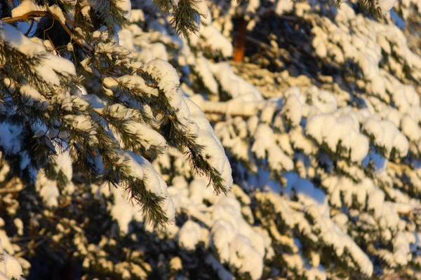 Arbres forestiers d'hiver couverts de neige — Photo