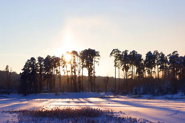 Arbres forestiers d'hiver couverts de neige — Photo