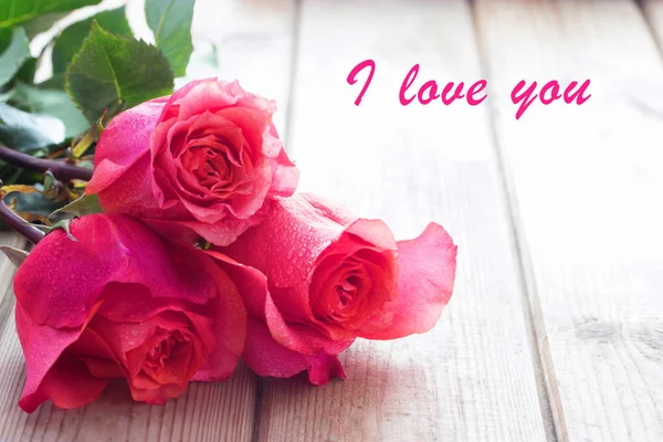 Pink roses close up — Stock Photo, Image