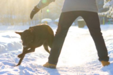 bir köpek yakalamaya çalışan adam