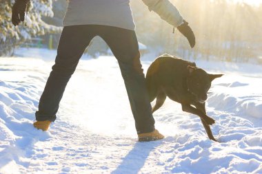 bir köpek yakalamaya çalışan adam