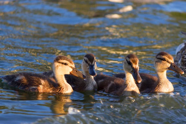 Patos nadando en el pantano en verano —  Fotos de Stock