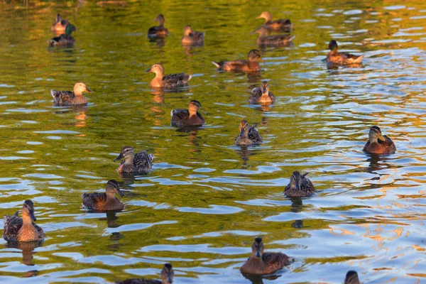 Pływanie kaczek w bagnie w lecie — Zdjęcie stockowe