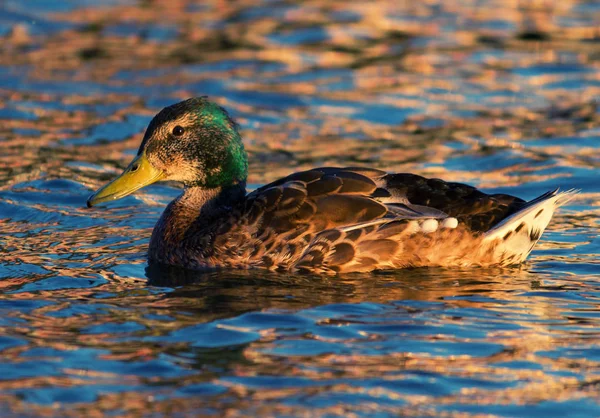 Pływanie kaczek w bagnie w lecie — Zdjęcie stockowe