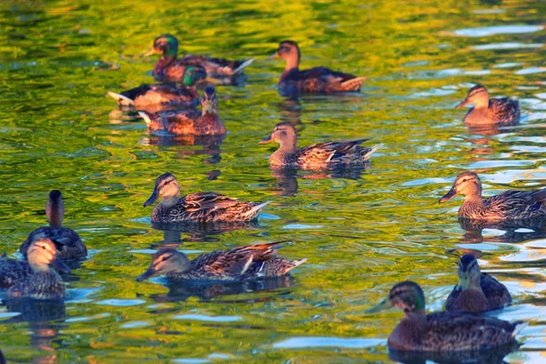 Ducks swimming in swamp in summer — Stock Photo, Image