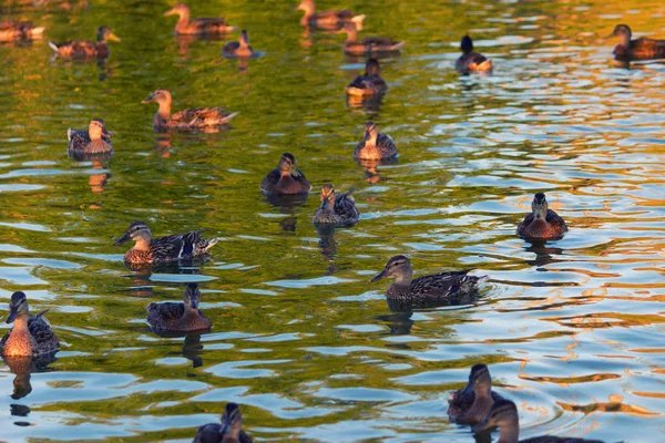 Patos nadando en el pantano en verano —  Fotos de Stock