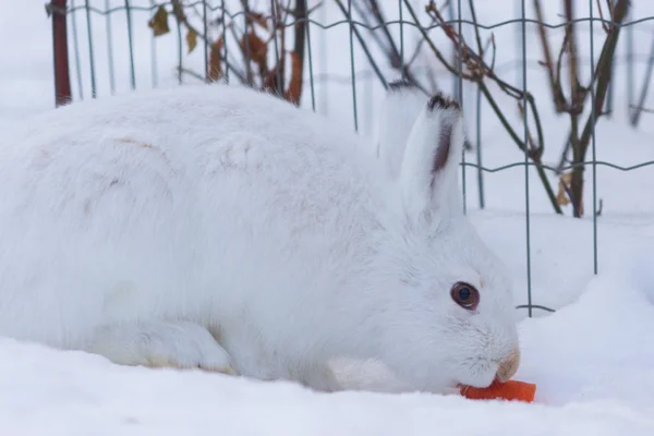 Bunny in the snow. Rabbit in the winter.