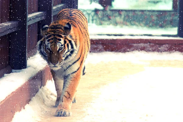 Velké sibiřské tygr — Stock fotografie
