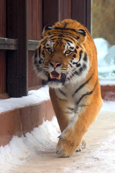 Grande tigre siberiana — Foto Stock