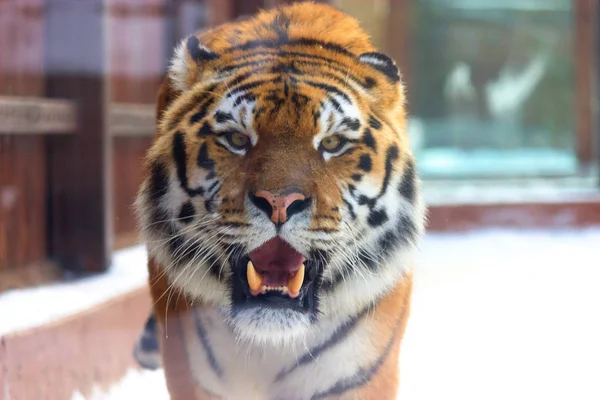 Big siberian tiger — Stock Photo, Image