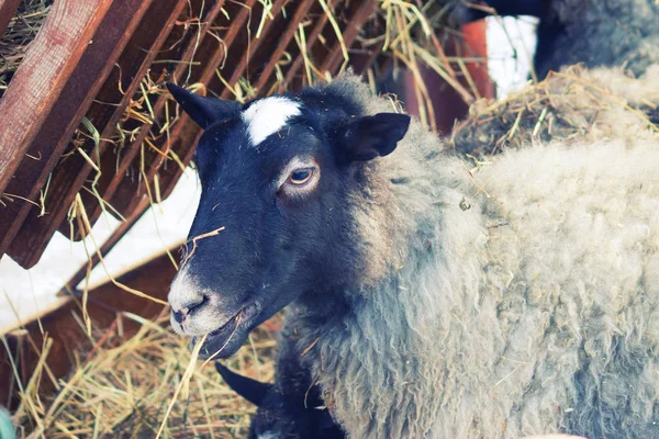 Chèvres et moutons dans une ferme — Photo