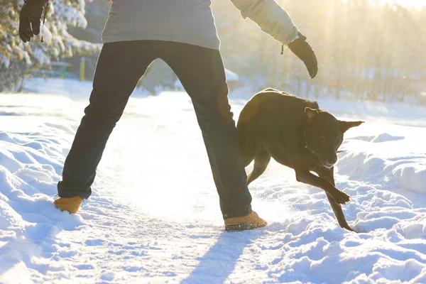 bir köpek yakalamaya çalışan adam