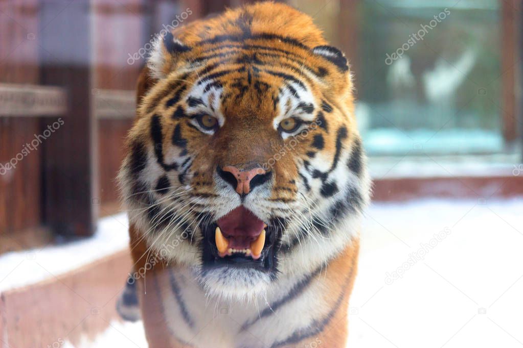 big siberian tiger