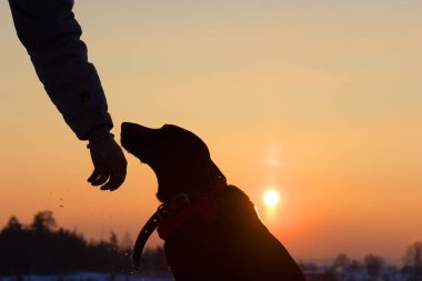 bir köpek ve adam el sihouette