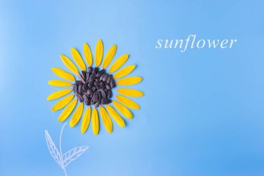 mavi arkaplanda ayçiçeği