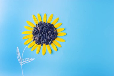 mavi arkaplanda ayçiçeği