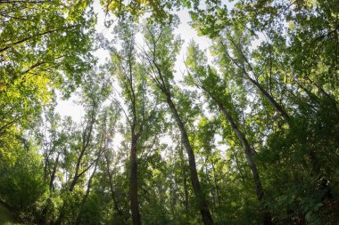 Yeşil ormanda güneş ışığı