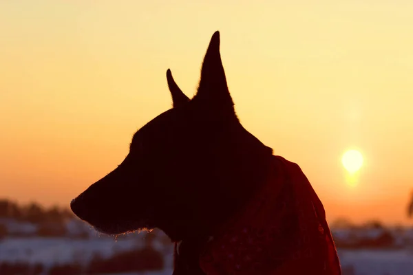 Dog back light silhouette in sunset