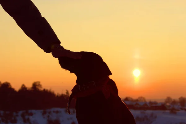 Silhueta de um cão e mão de homem — Fotografia de Stock