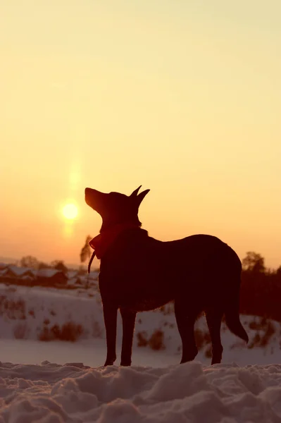 Hund tillbaka ljus silhuett i solnedgången — Stockfoto