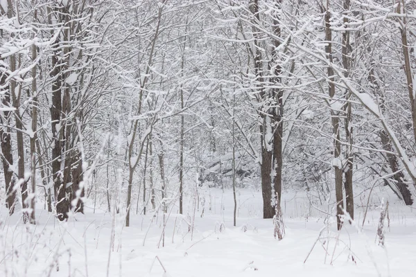 Κυκλοθυμική Χειμώνας δάσος — Φωτογραφία Αρχείου