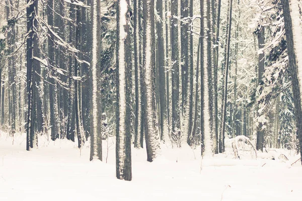 Moody foresta invernale — Foto Stock