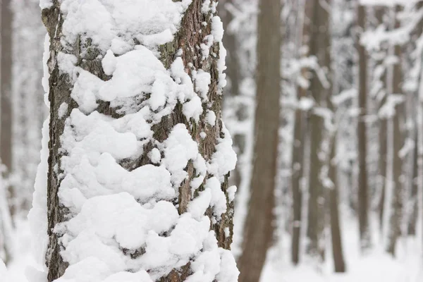 Κυκλοθυμική Χειμώνας δάσος — Φωτογραφία Αρχείου