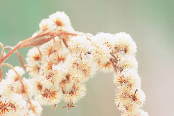 dry flowers covered with snow