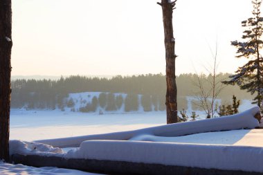 kış orman kar bizzard sonra