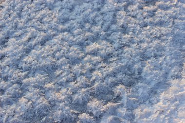 Hoarfrost güneş altında kar kaplı.