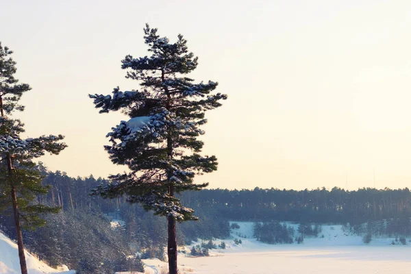 La forêt d'hiver — Photo