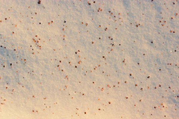 Semínka na sněhu — Stock fotografie