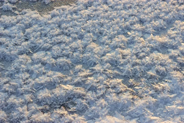 Sněhem pokrytá jinovatka pod sluncem. — Stock fotografie