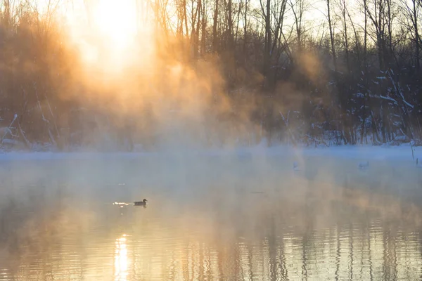 Pittoresco paesaggio invernale di alberi ghiacciati — Foto Stock