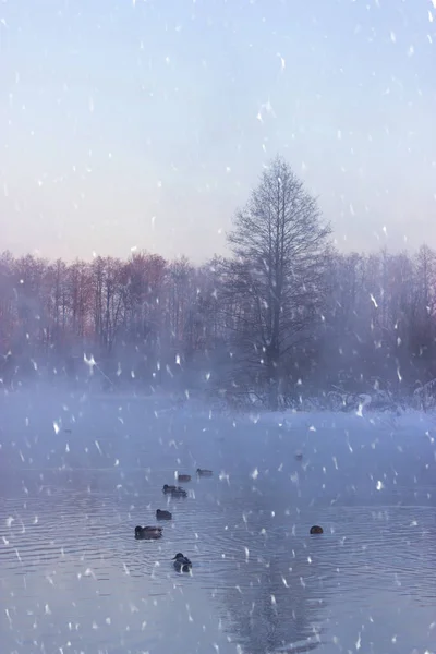 Oiseau sur l'étang d'hiver — Photo