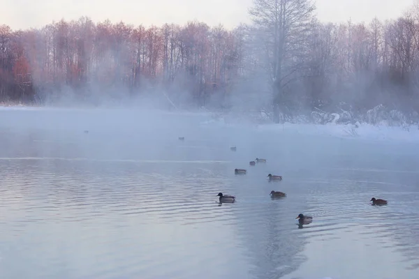 Uccello sul laghetto invernale — Foto Stock