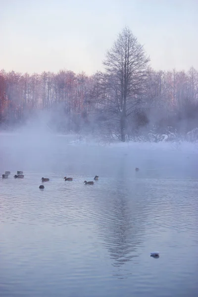 Uccello sul laghetto invernale — Foto Stock