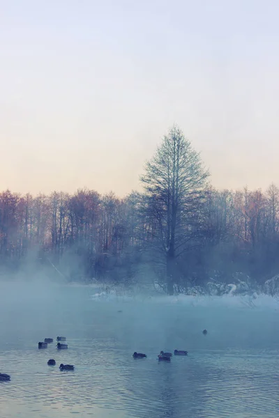 Uccello sul laghetto invernale — Foto Stock