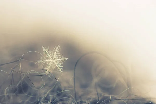 Seul flocon de neige sur une mitaine de laine — Photo