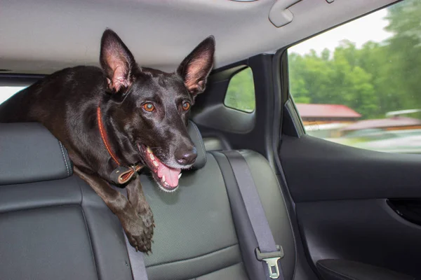 車の中の黒い犬 — ストック写真