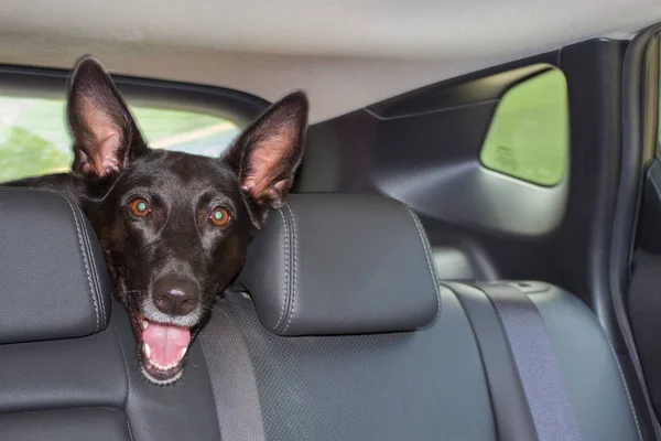 Arabada siyah köpek