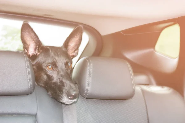 車の中の黒い犬 — ストック写真