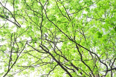 Yeşil ağaç dalları