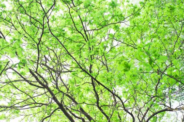 Yeşil ağaç dalları