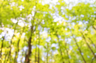 bulanık orman arka plan